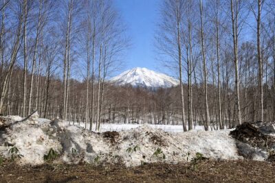 伐採後イメージ写真