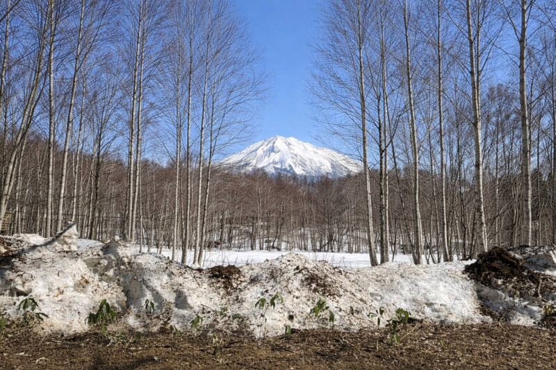 伐採後イメージ写真